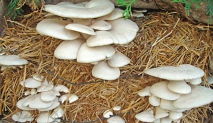 Mushroom farmin